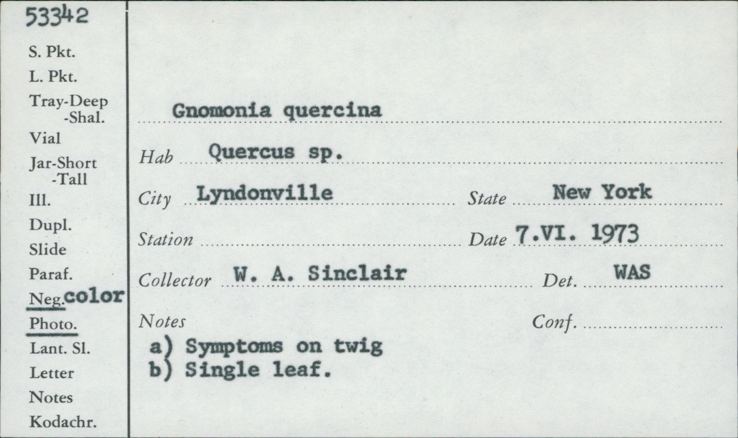 Apiognomonia errabunda image