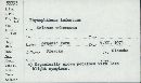 Phytophthora infestans image