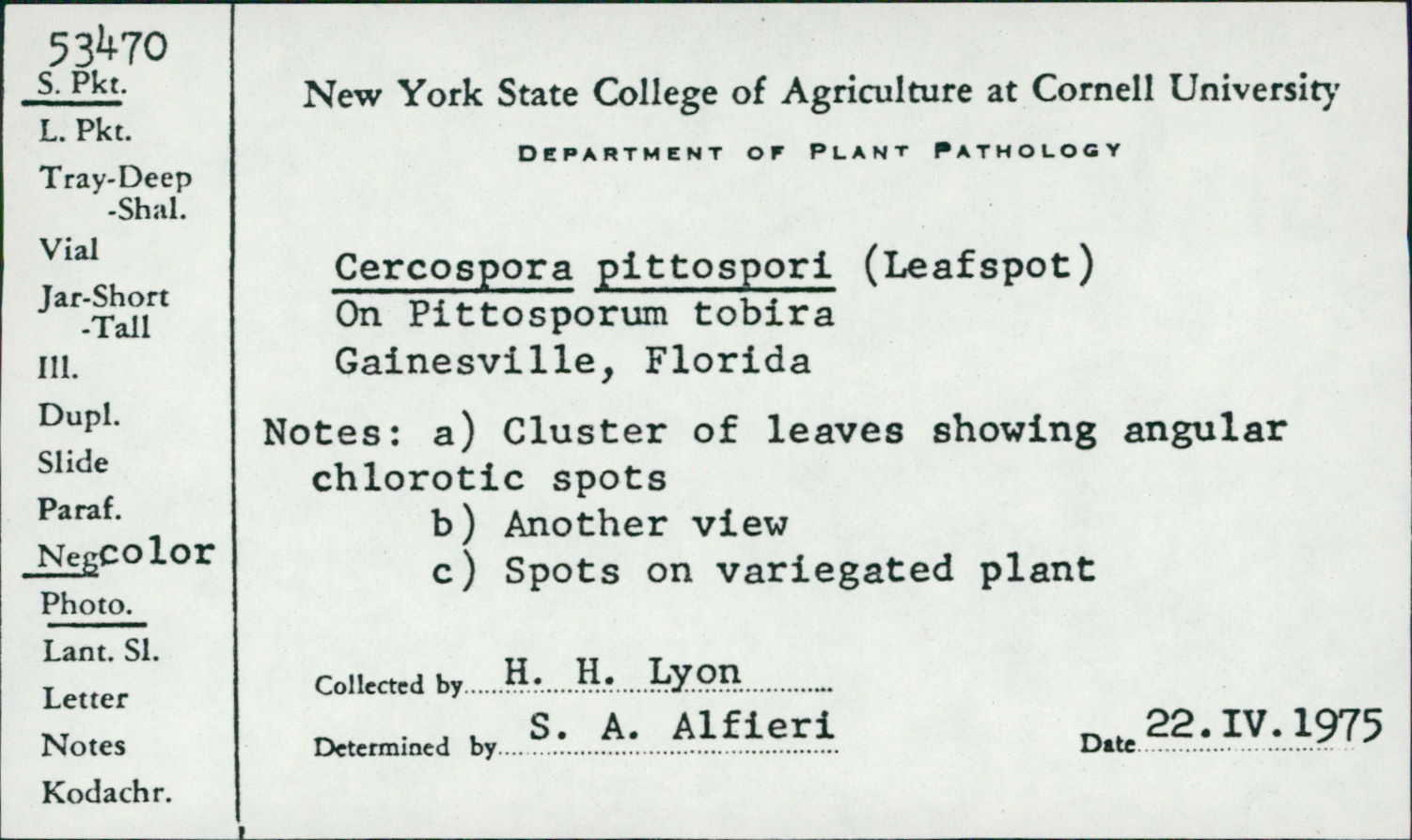 Cercospora pittospori image