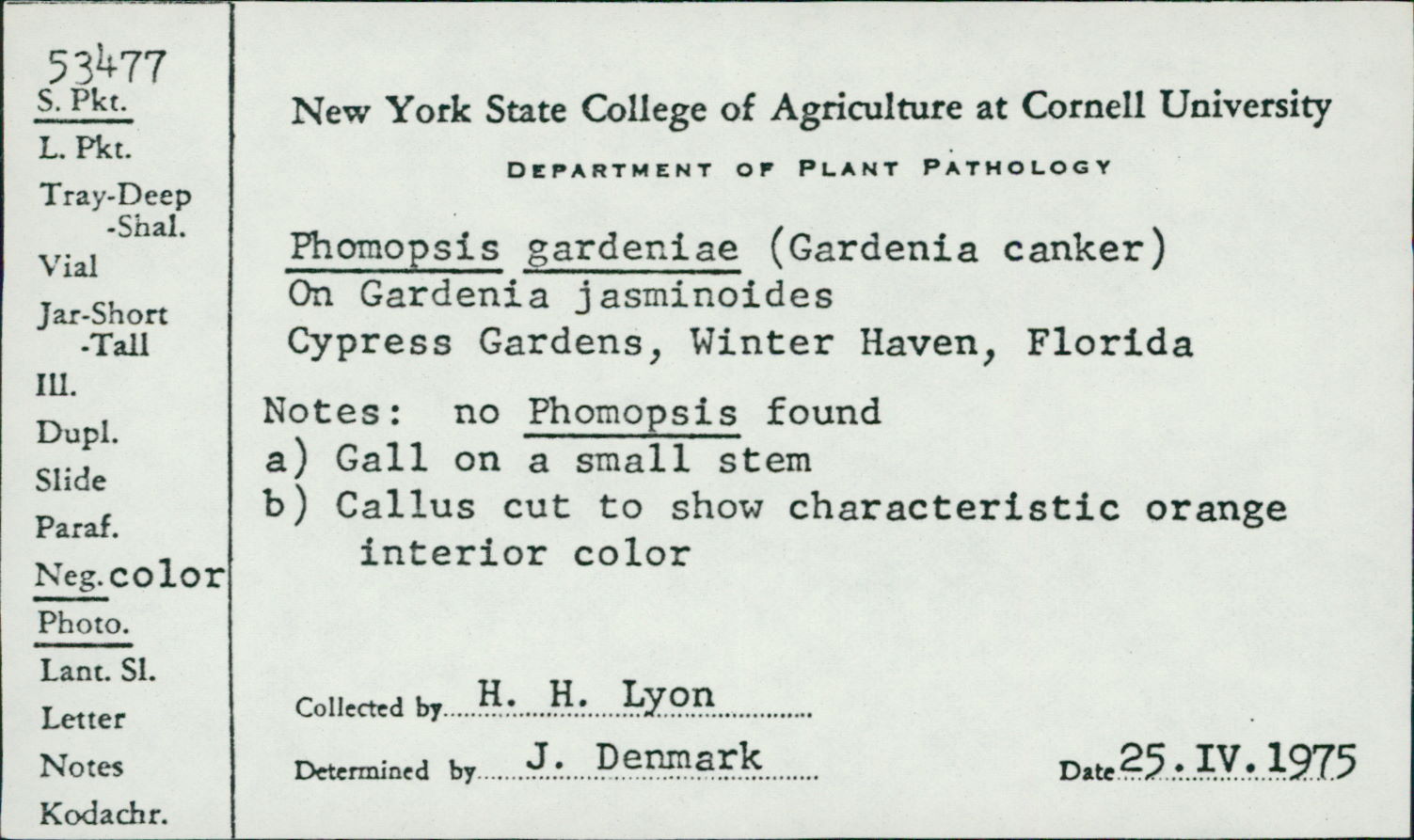 Phomopsis gardeniae image