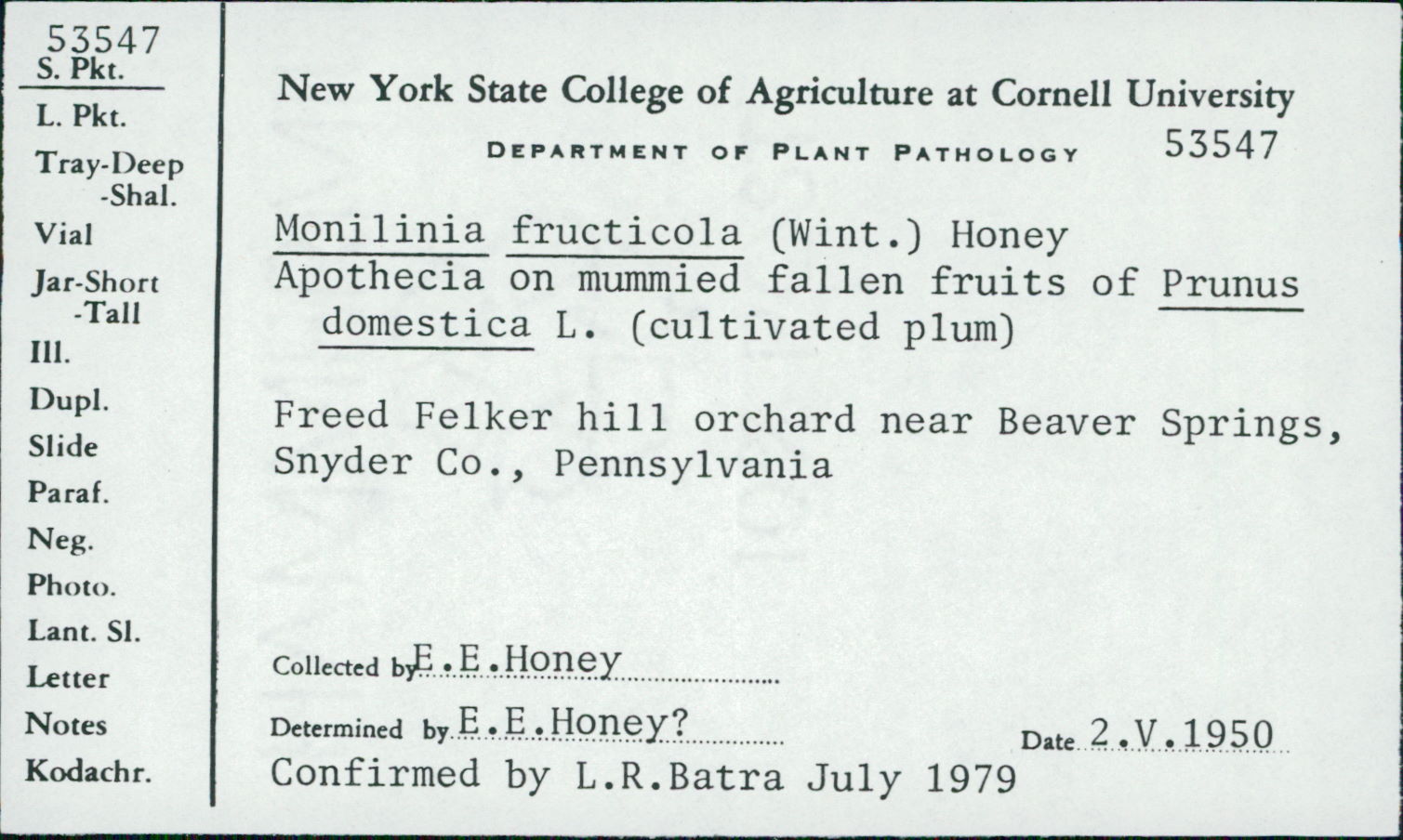 Monilinia fructicola image
