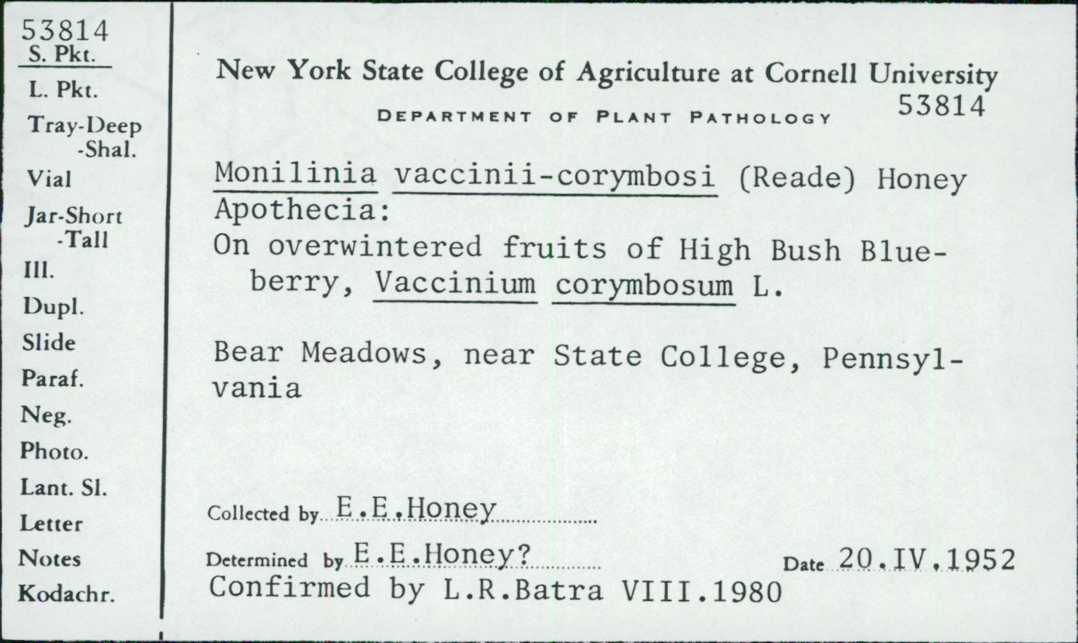 Monilinia vaccinii image