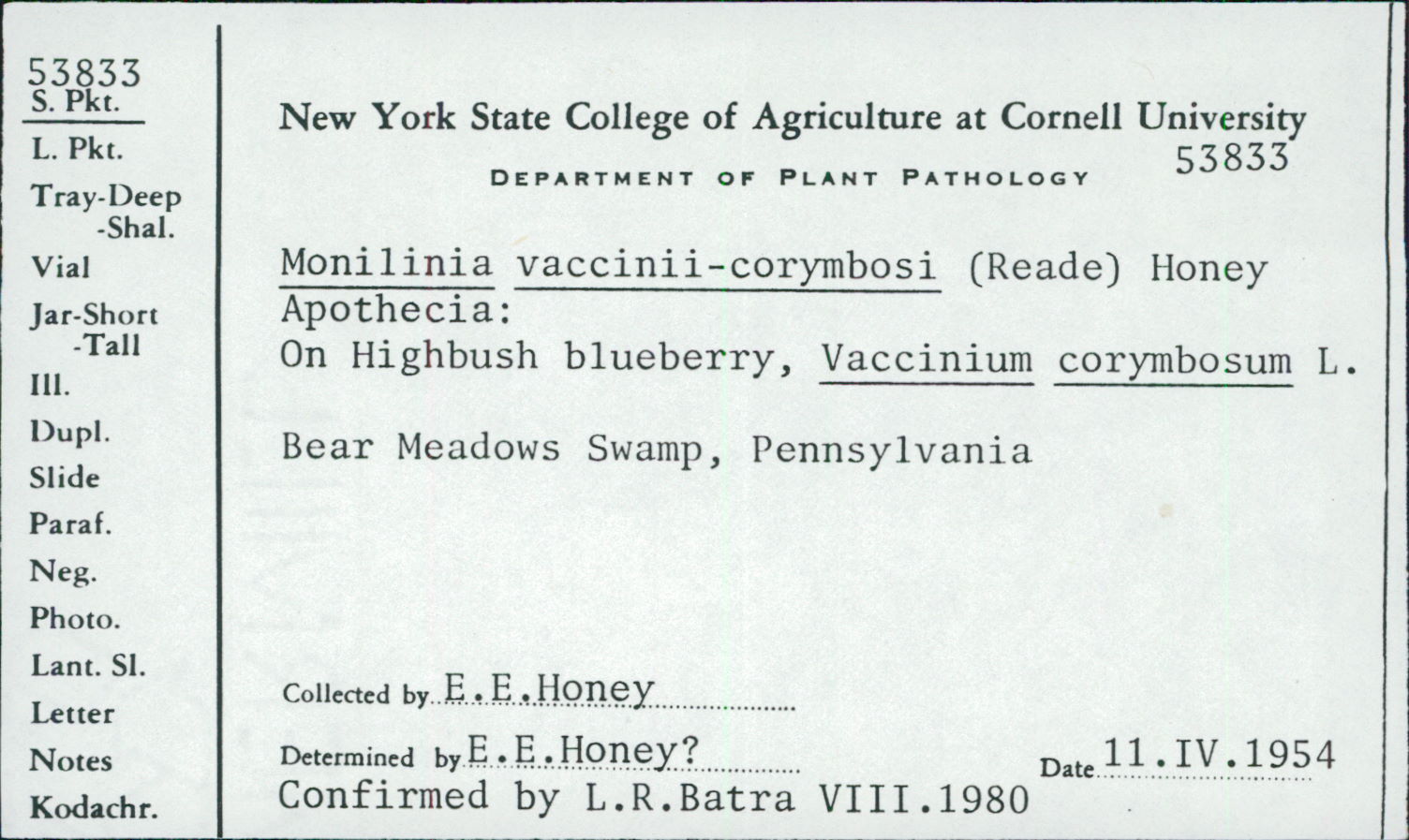 Monilinia vaccinii-corymbosi image