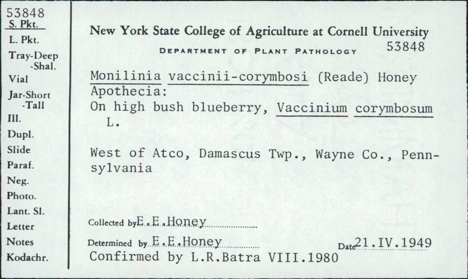 Monilinia vaccinii-corymbosi image
