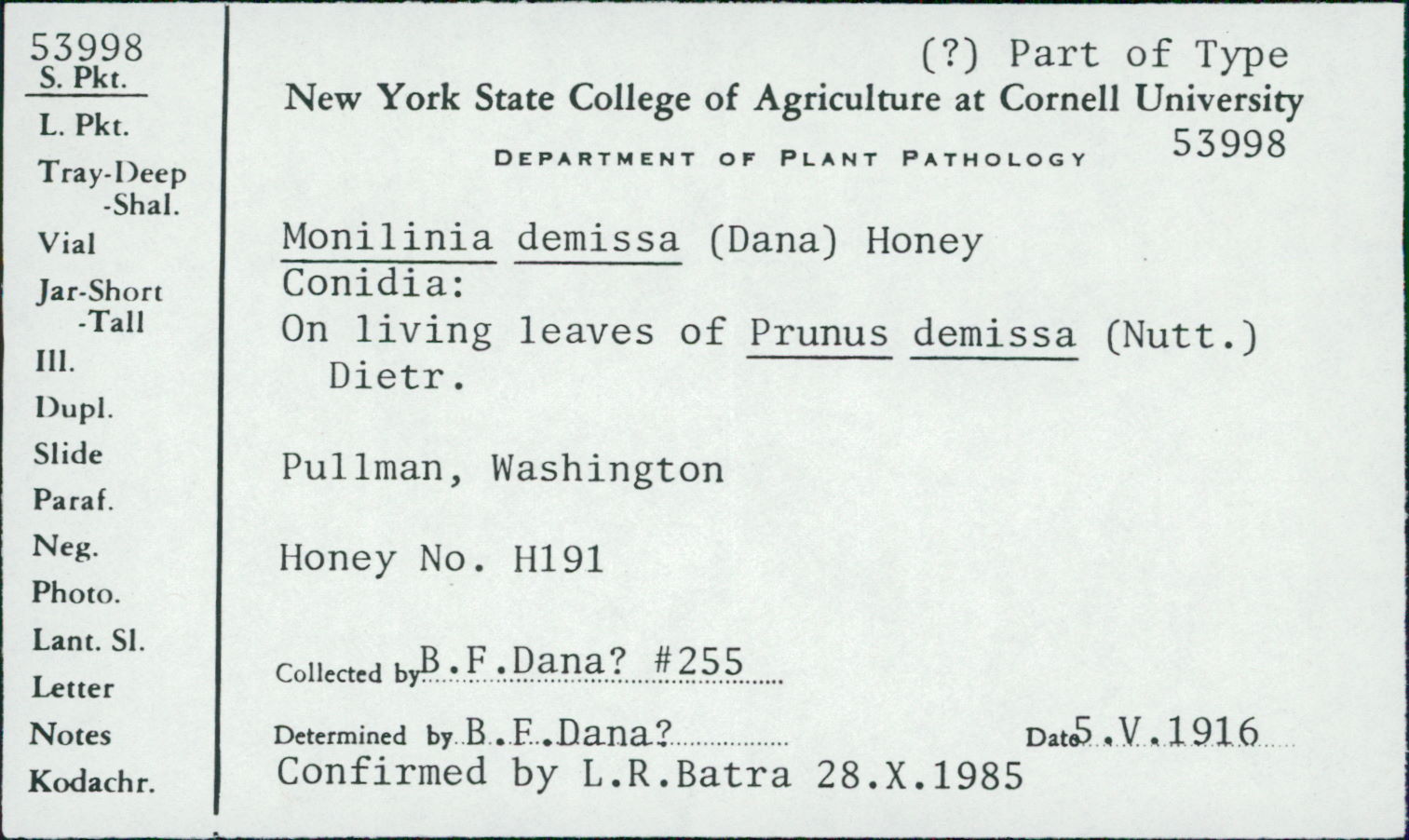 Monilinia demissa image