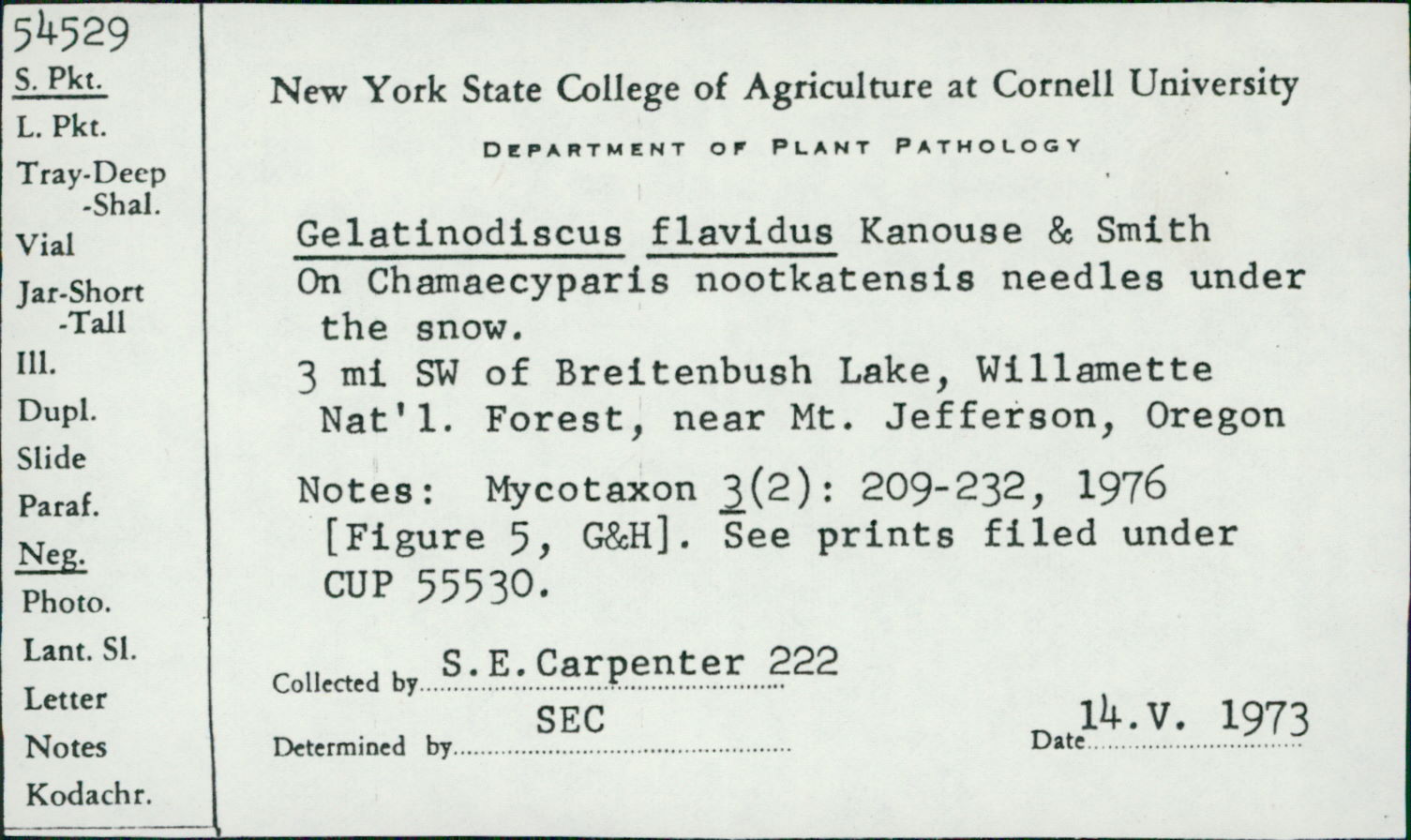 Gelatinodiscus flavidus image