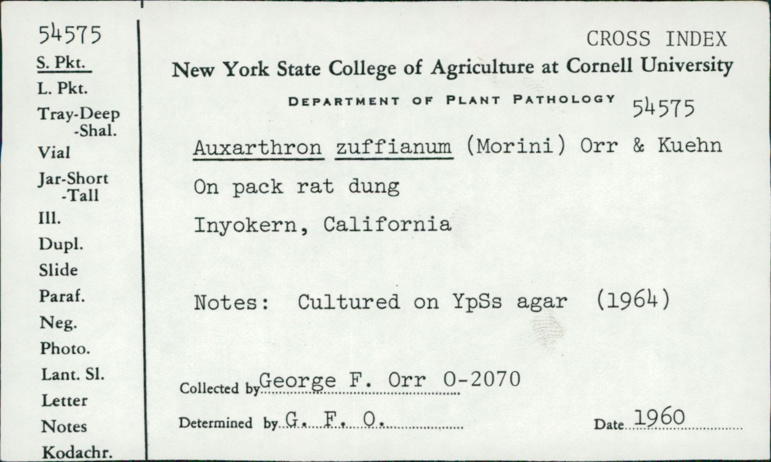 Auxarthron zuffianum image