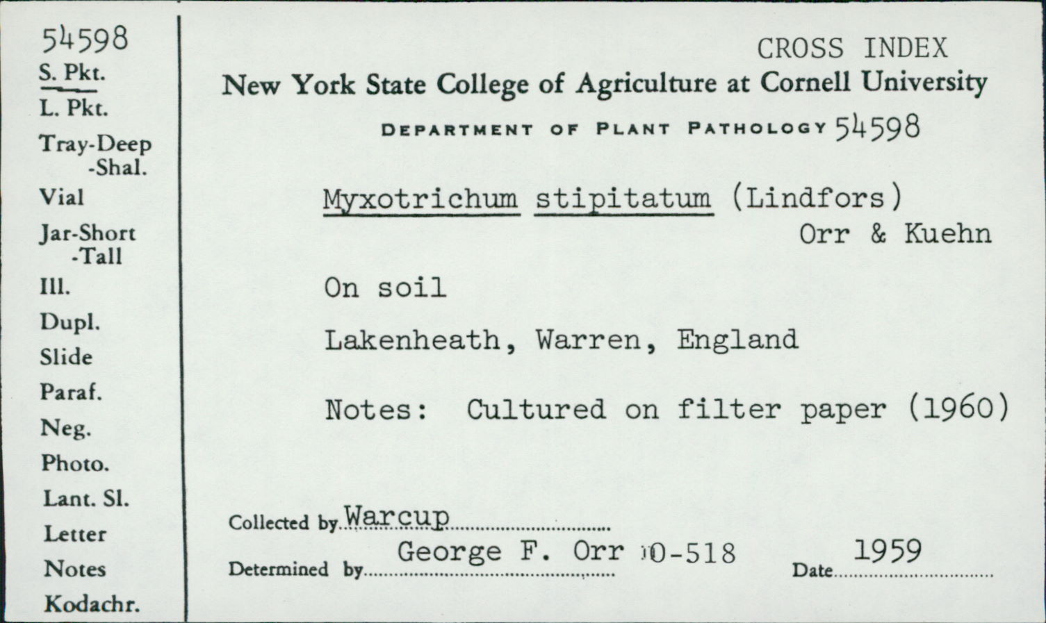 Myxotrichum stipitatum image