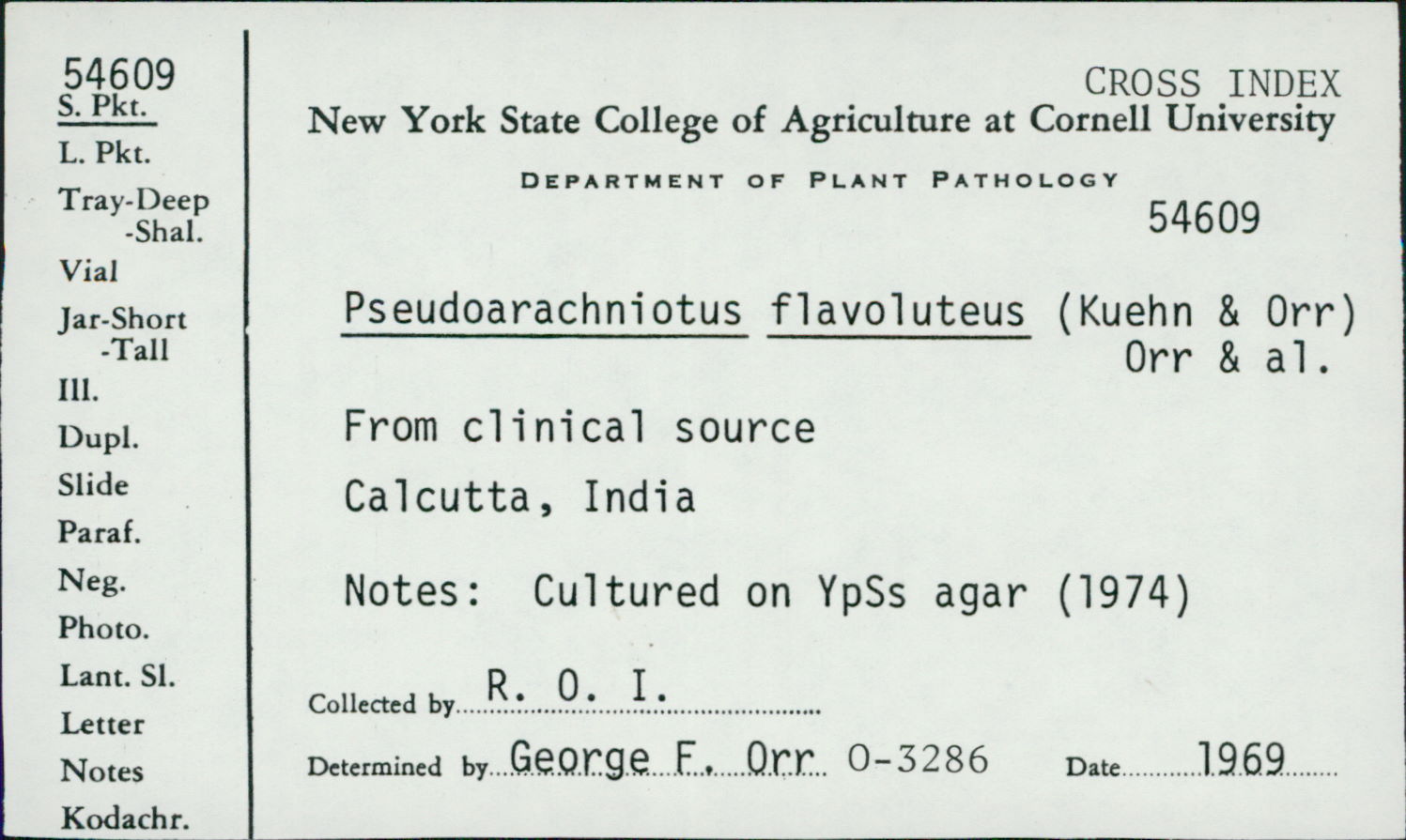 Arachniotus flavoluteus image