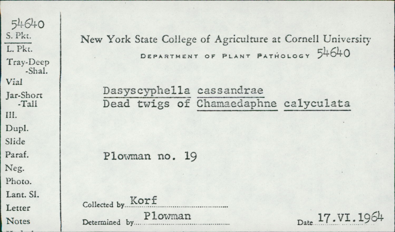 Dasyscyphella cassandrae image