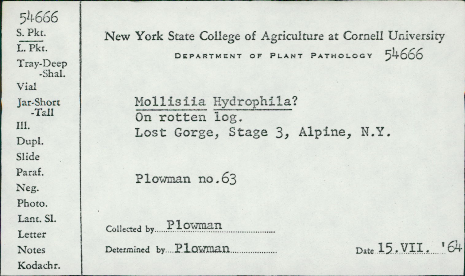 Mollisia hydrophila image