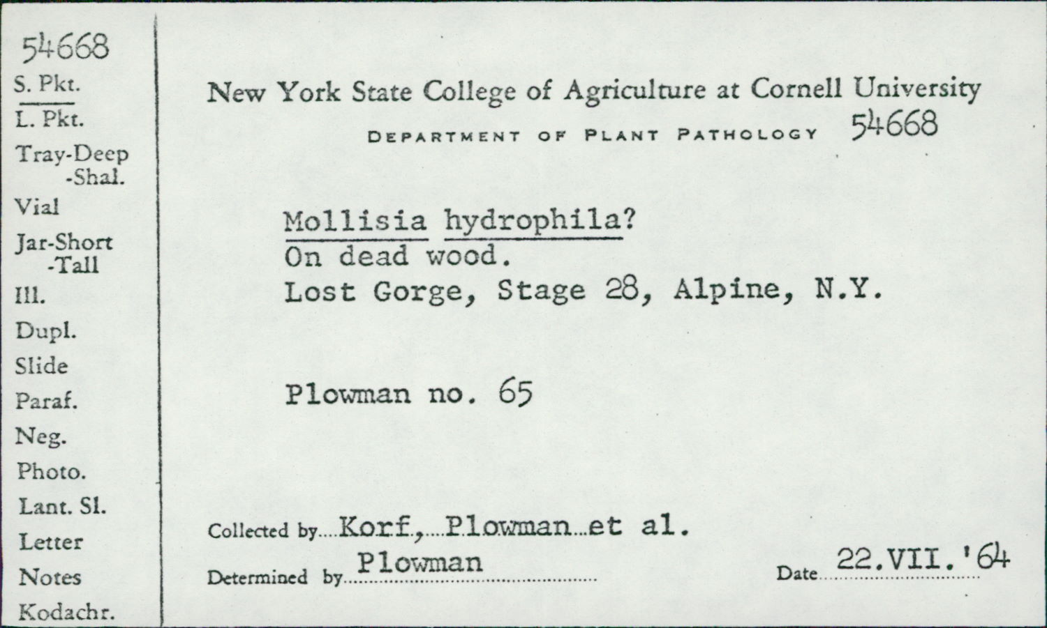Mollisia hydrophila image