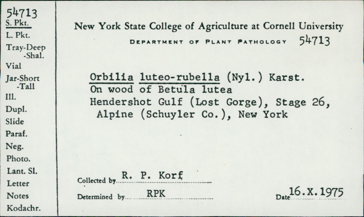 Orbilia luteorubella image