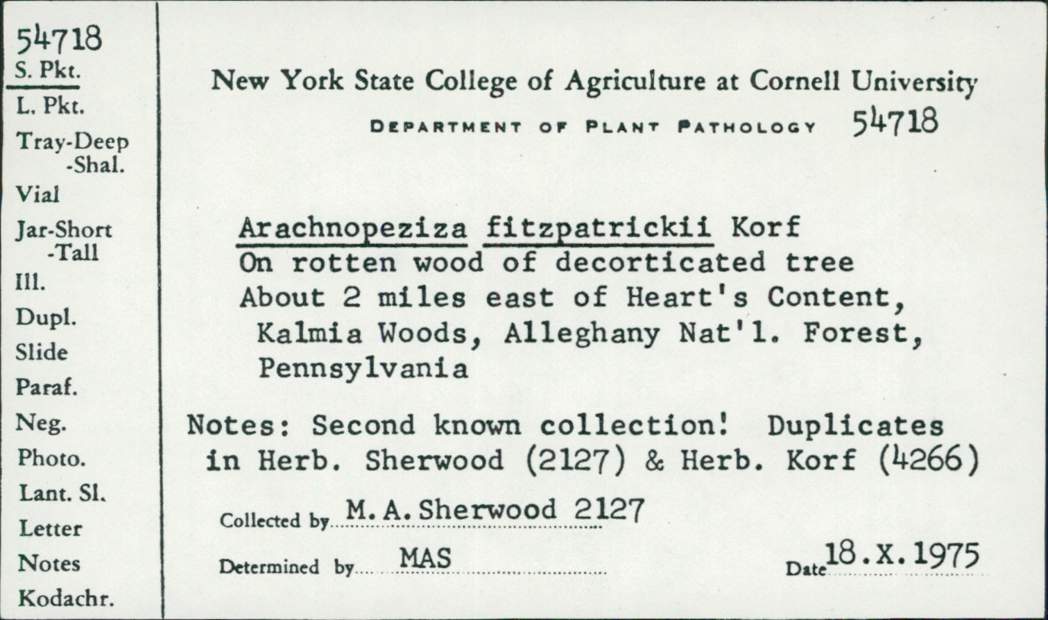 Arachnopeziza fitzpatrickii image