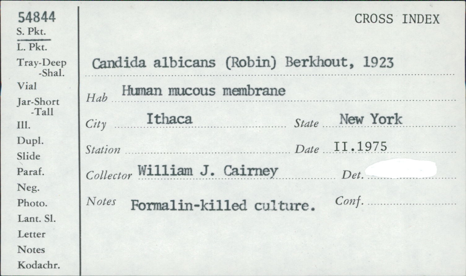 Candida albicans image