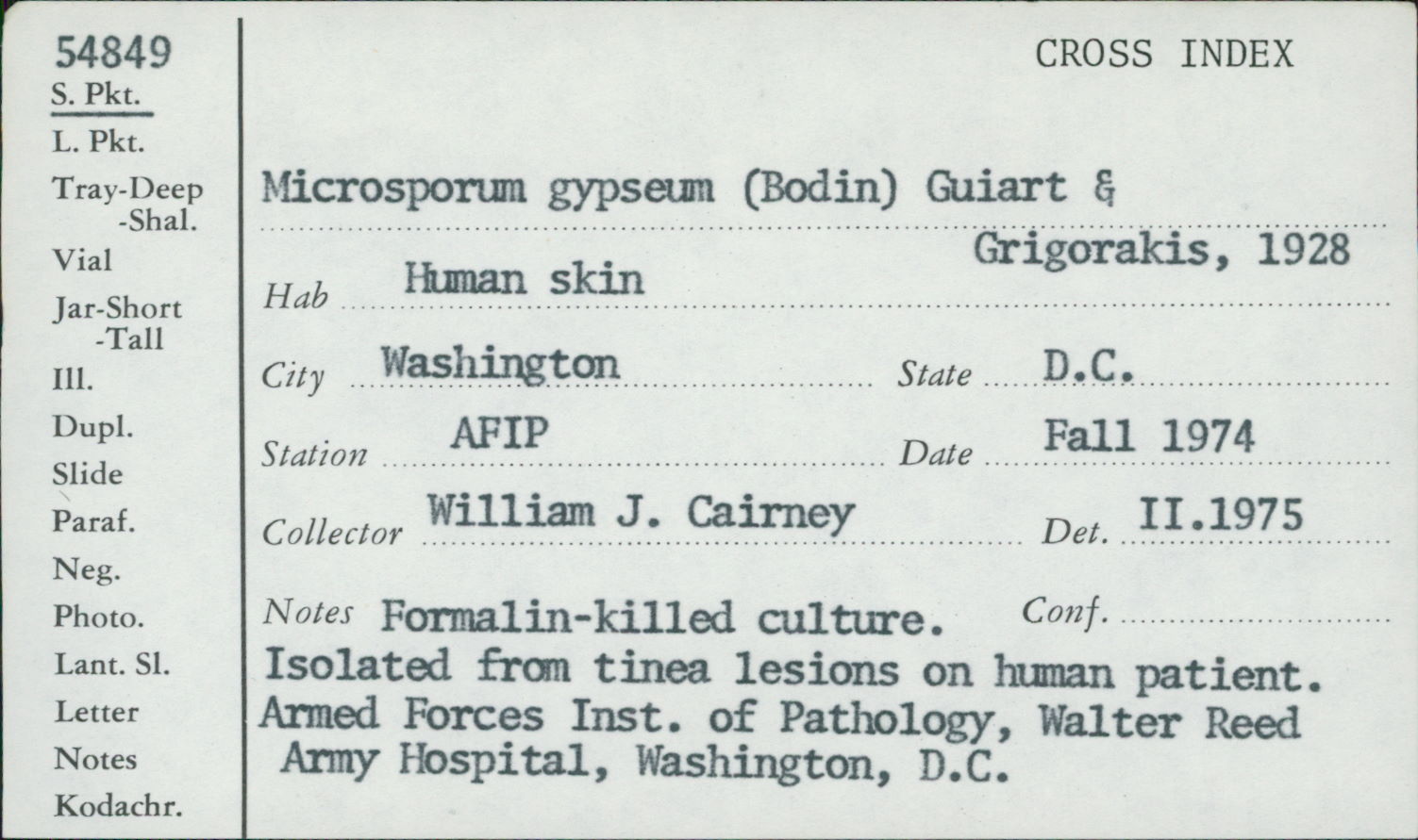 Microsporum gypseum image