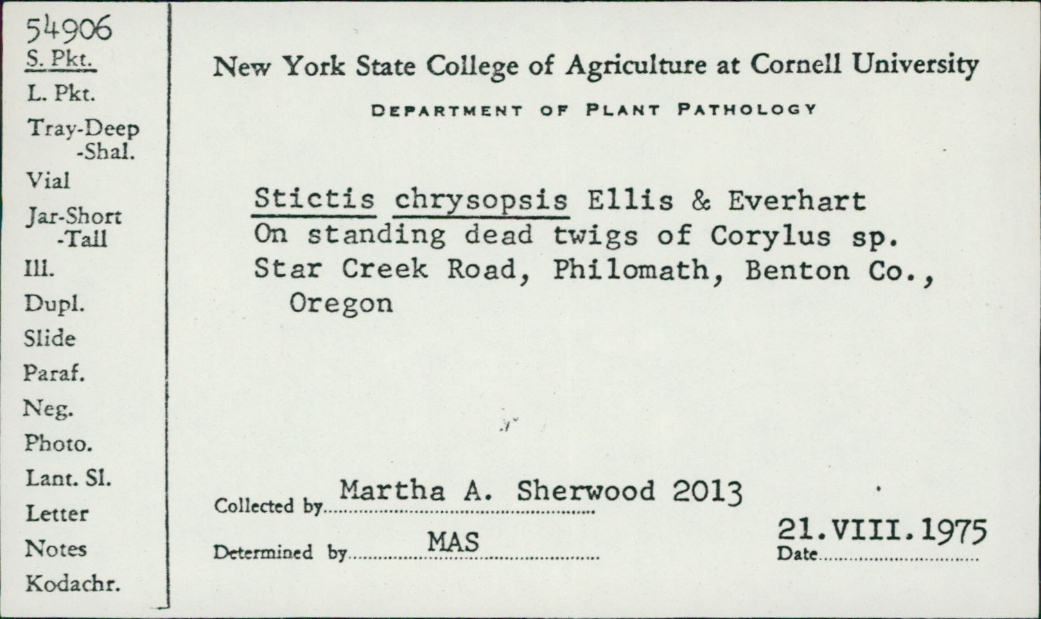 Stictis chrysopsis image