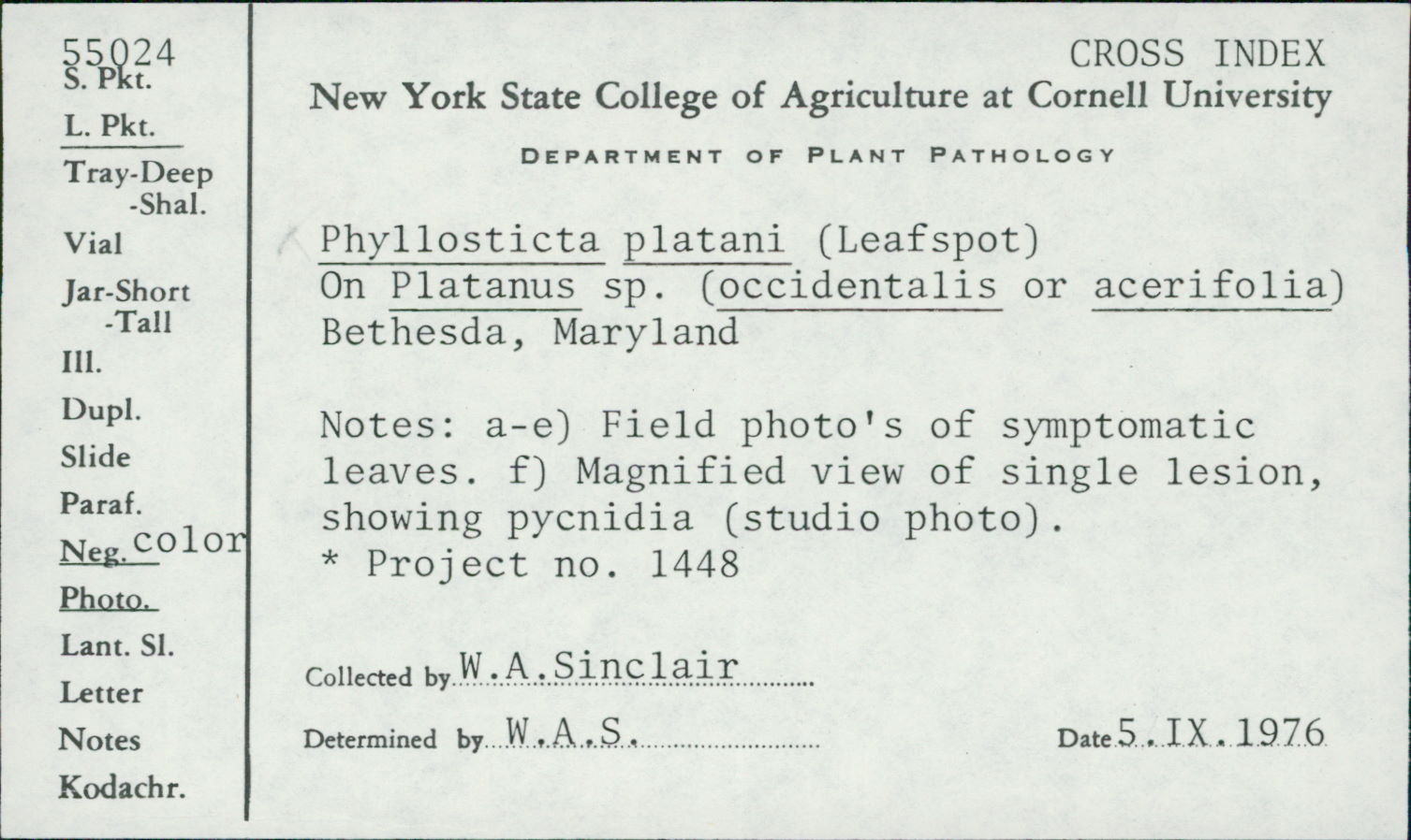 Phyllosticta platani image