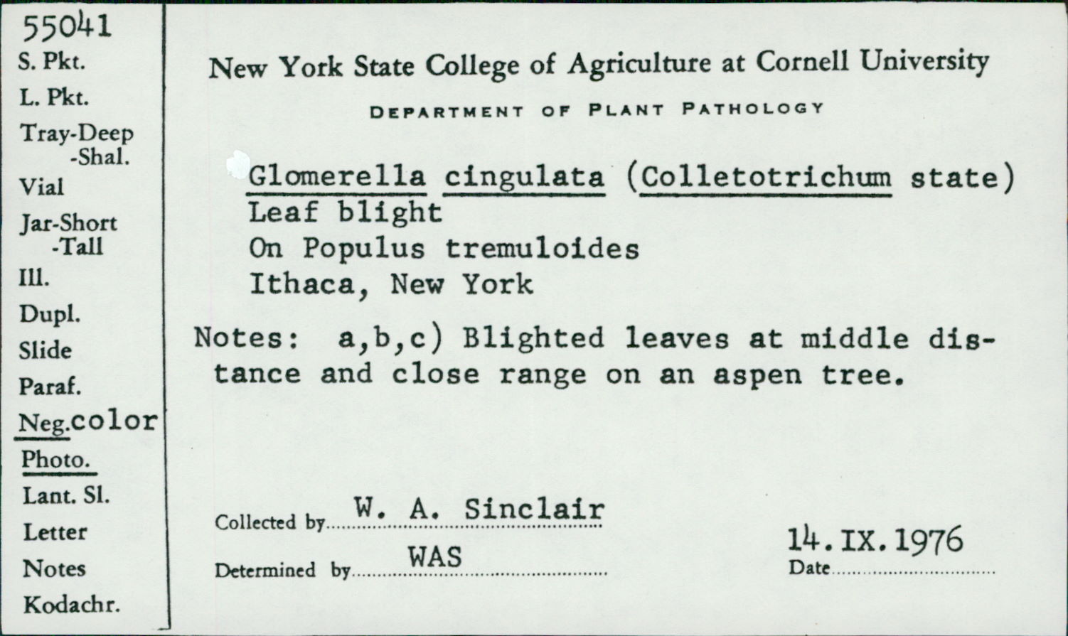 Glomerella cingulata image