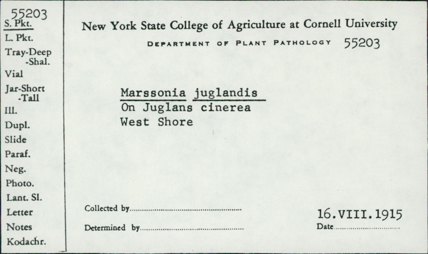 Marssonia juglandis image