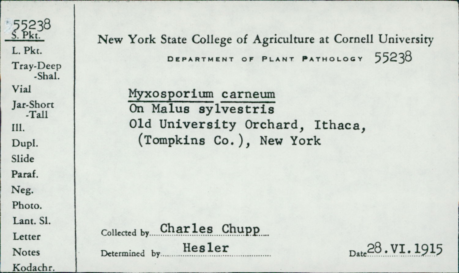 Myxosporium carneum image