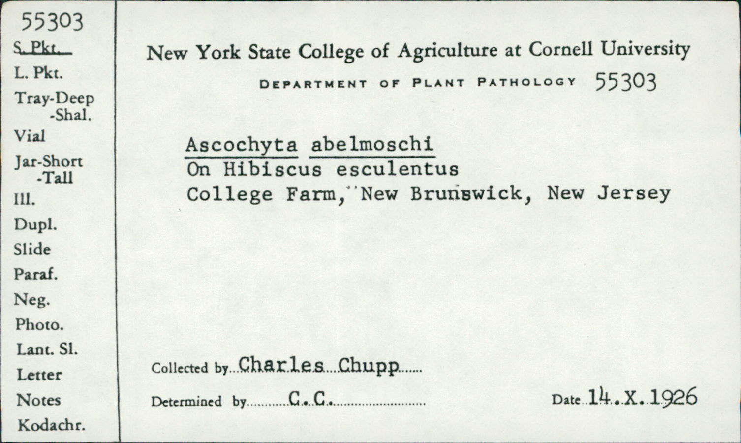 Ascochyta abelmoschi image