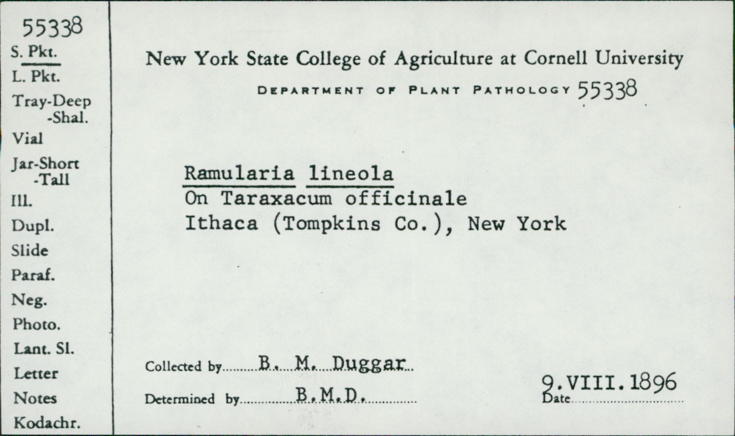 Ramularia lineola image