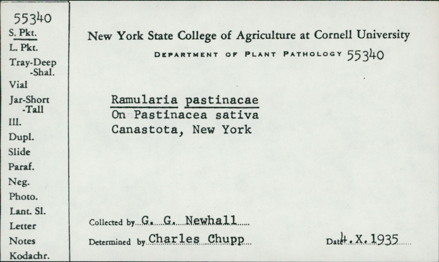 Ramularia pastinacae image
