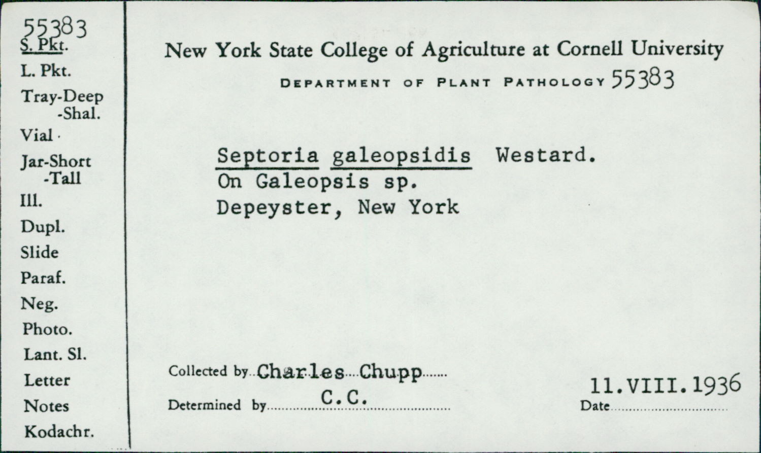 Septoria galeopsidis image