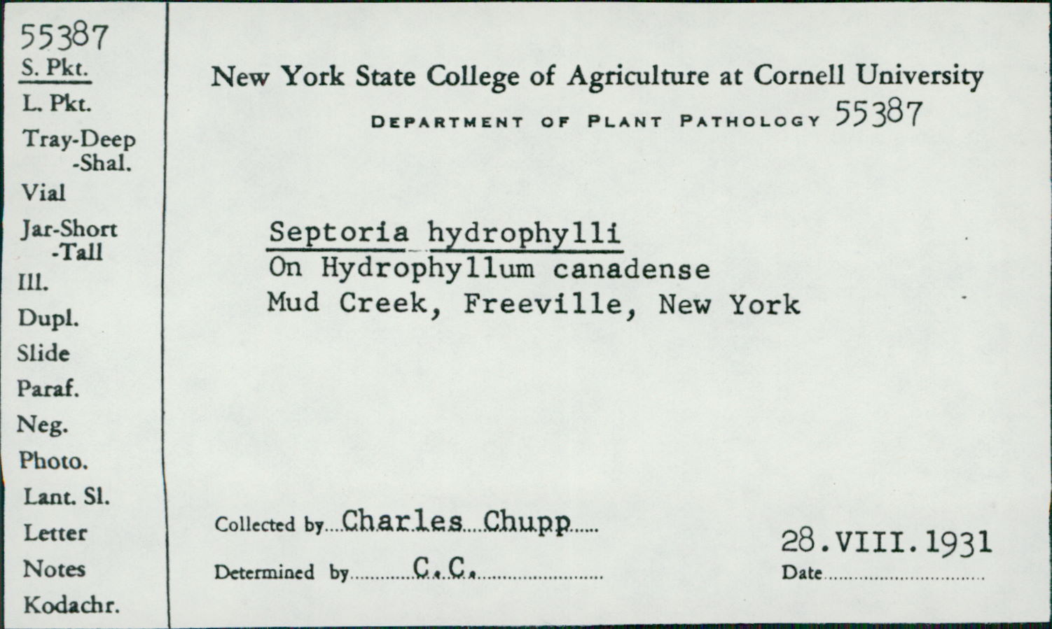 Septoria hydrophylli image