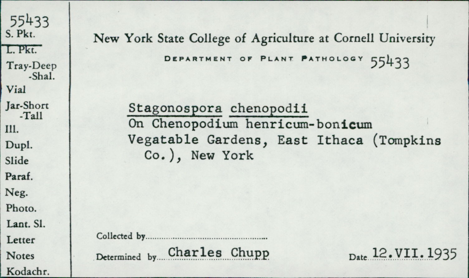 Stagonospora chenopodii image