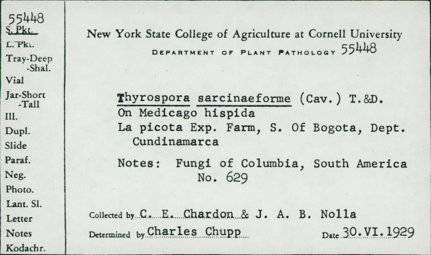 Thyrospora sarcinaeforme image