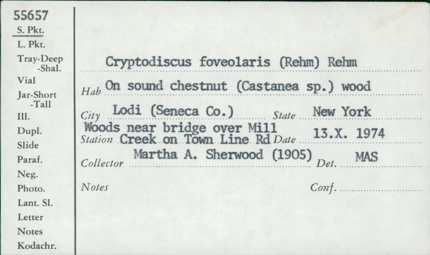 Cryptodiscus foveolaris image