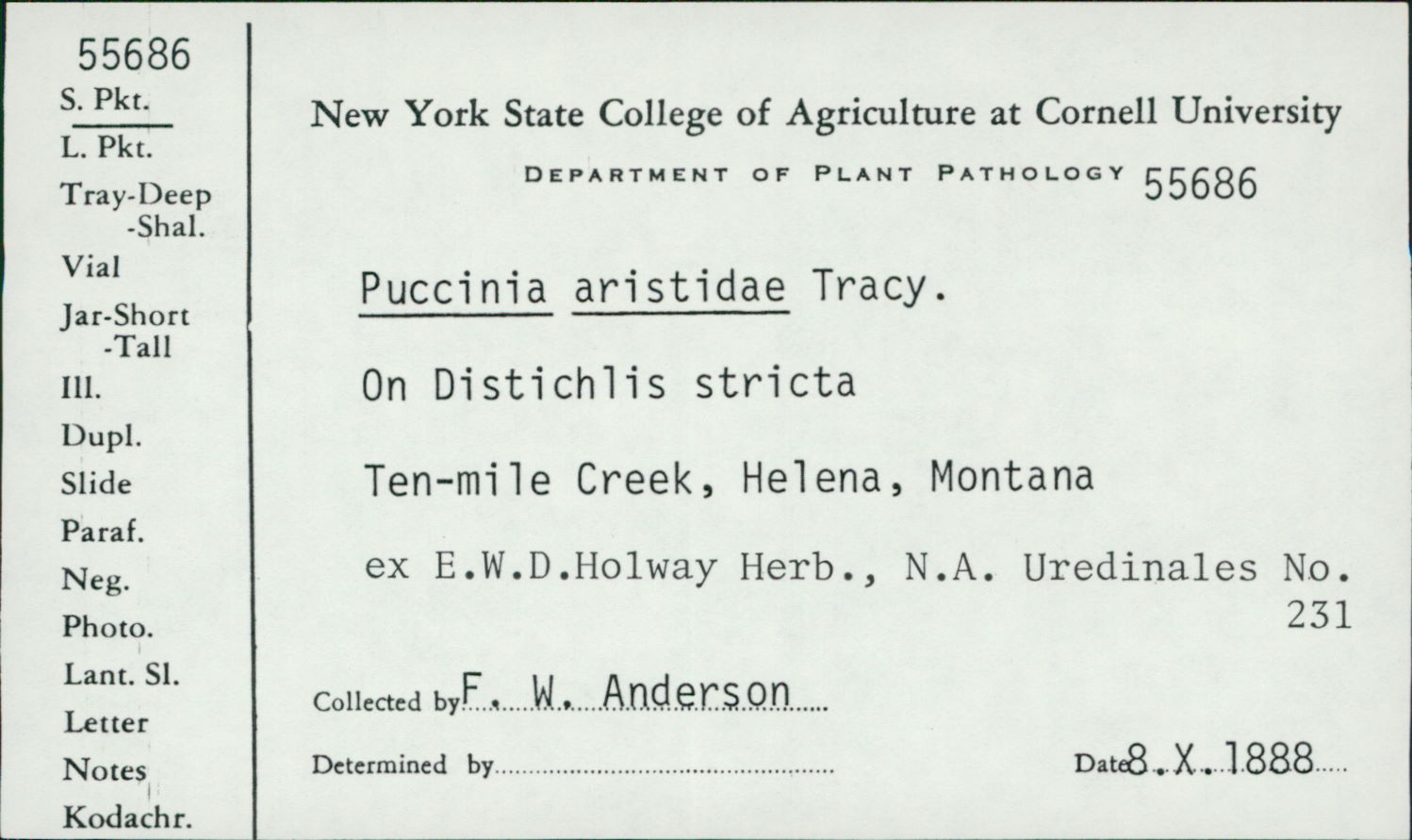Puccinia aristidae image