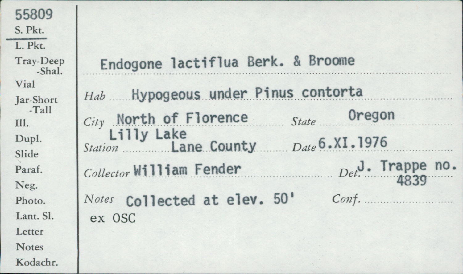 Endogone lactiflua image