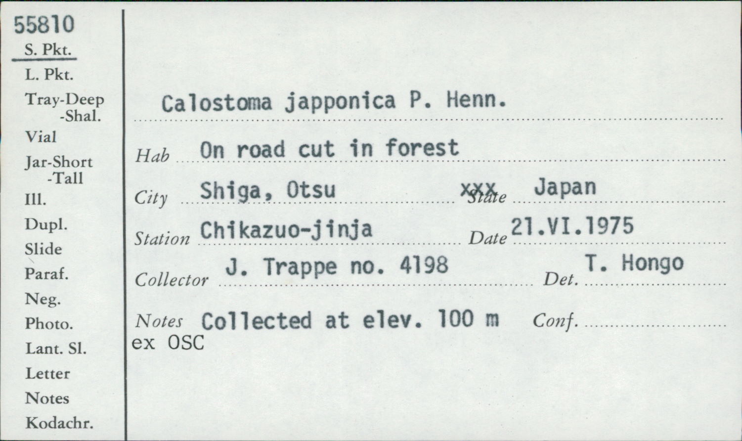 Calostoma japonica image