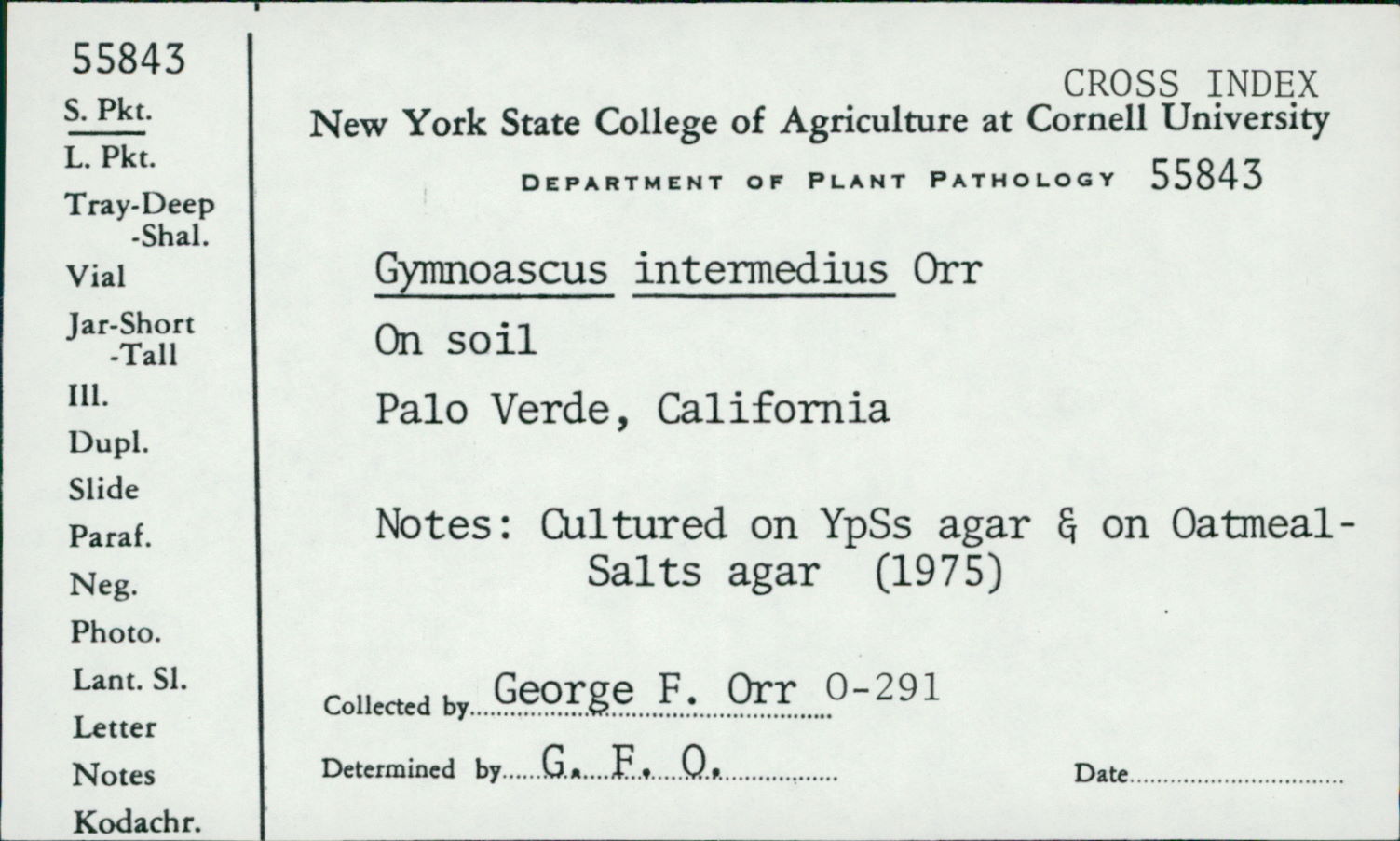 Gymnoascus intermedius image