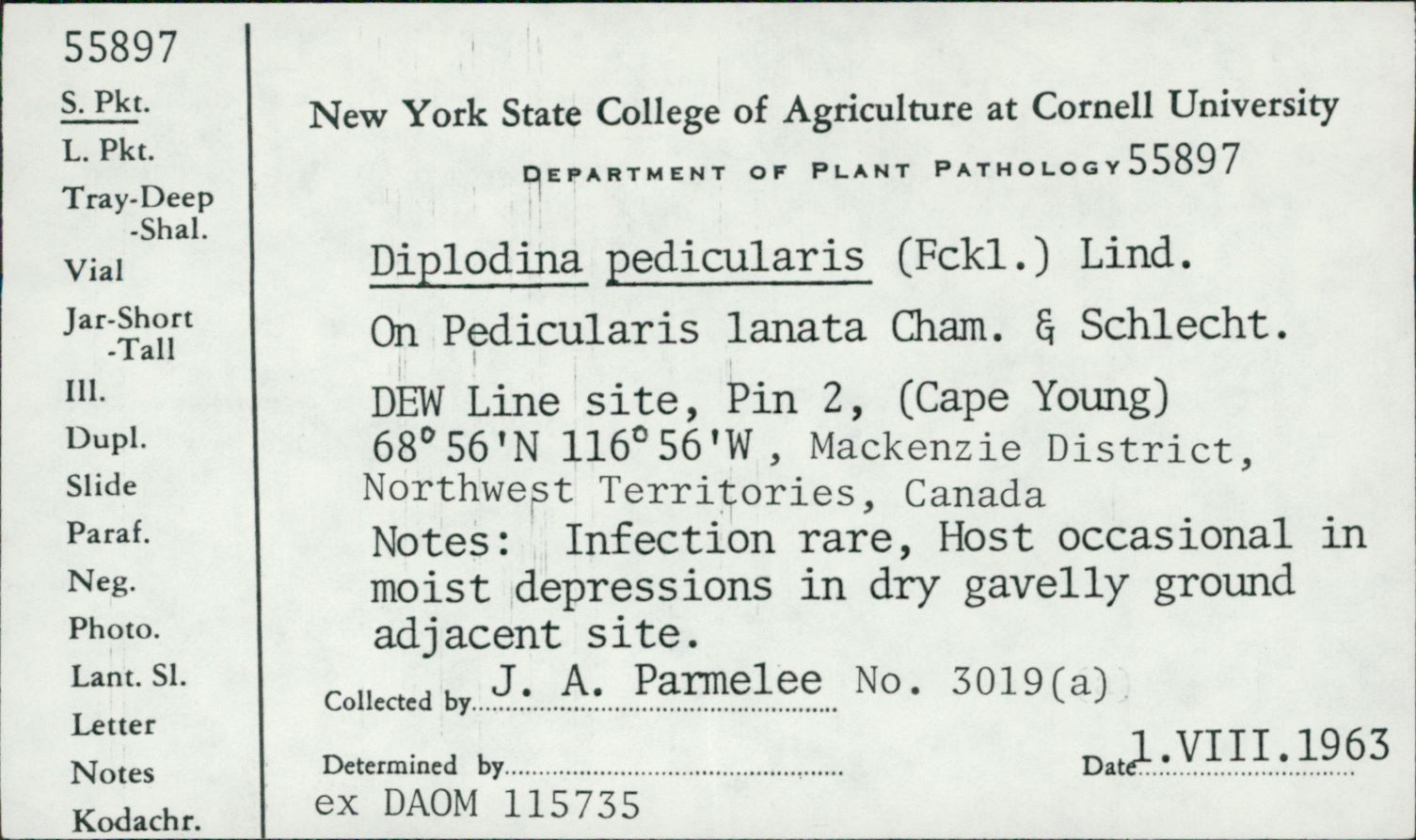 Phoma pedicularis image