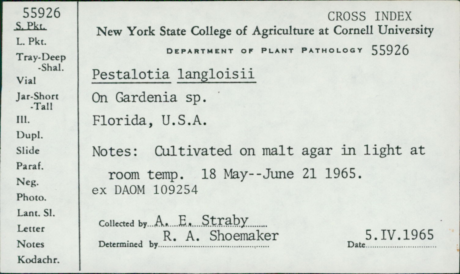 Pestalotia langloisii image