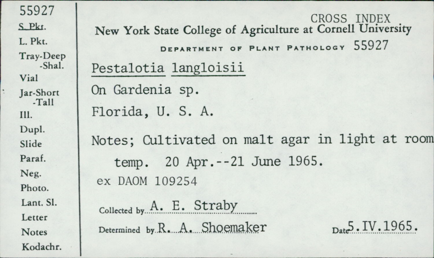 Pestalotia langloisii image