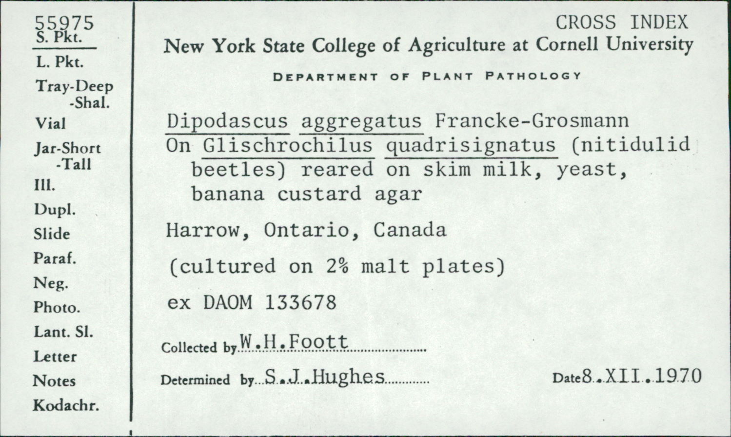 Dipodascus aggregatus image