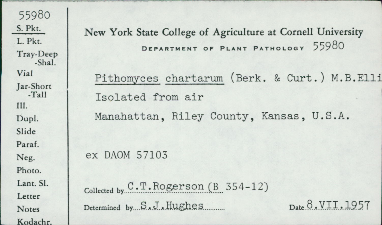 Pithomyces image