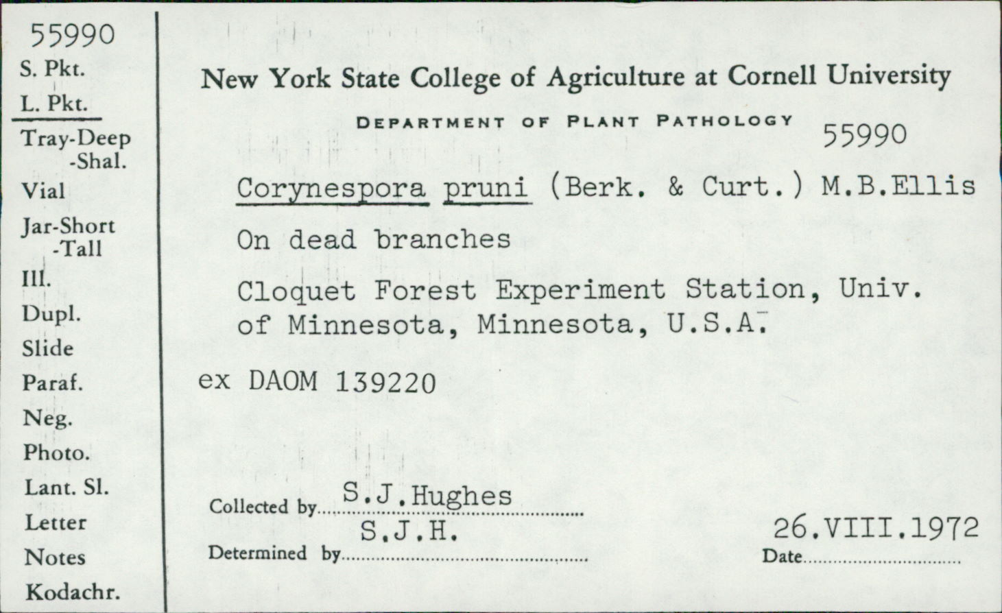 Corynespora pruni image