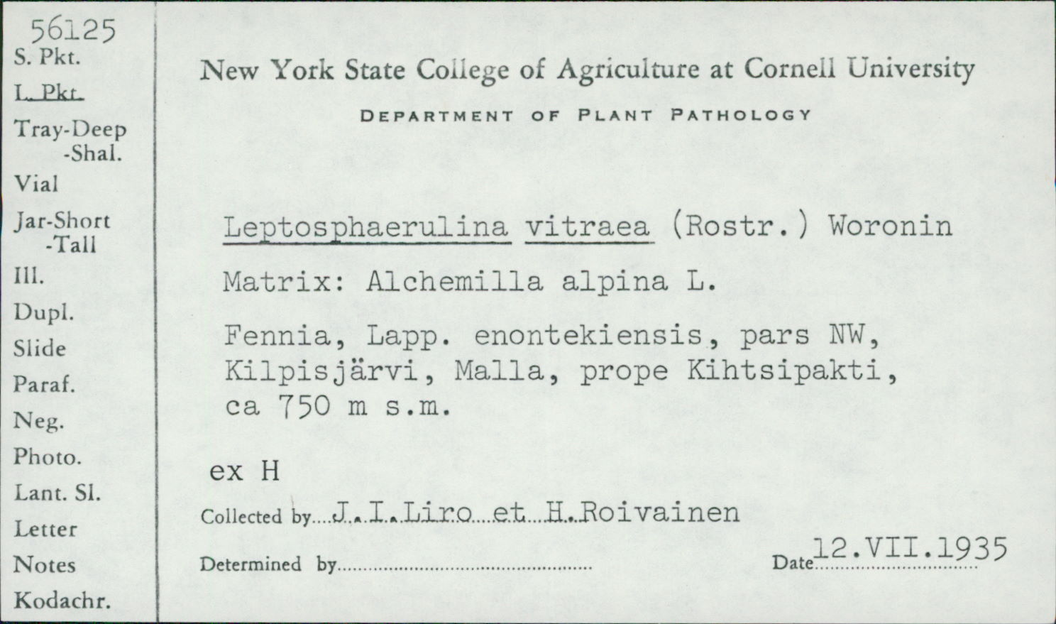 Leptosphaerulina vitrea image