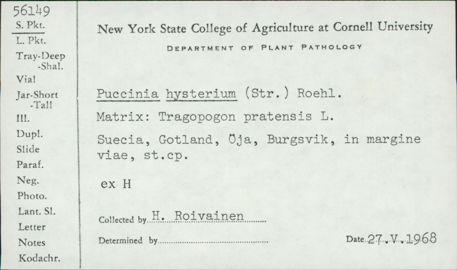 Puccinia hysterium image