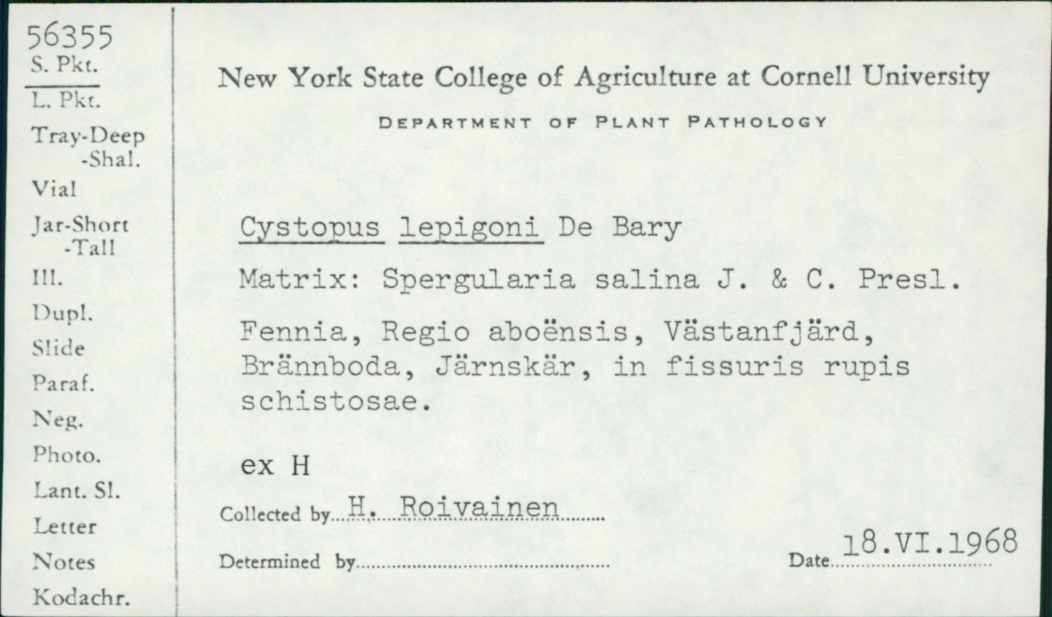 Cystopus lepigoni image