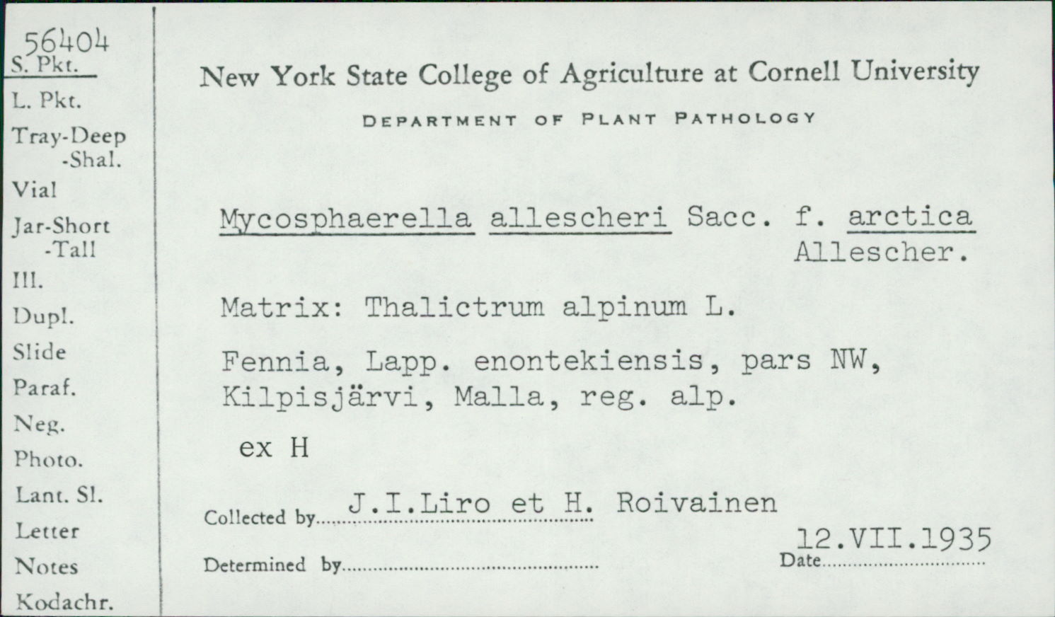 Mycosphaerella allescheri image