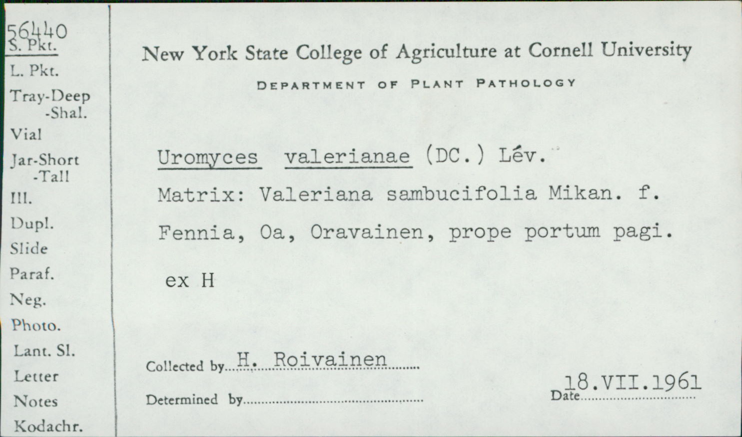 Uromyces valerianae image