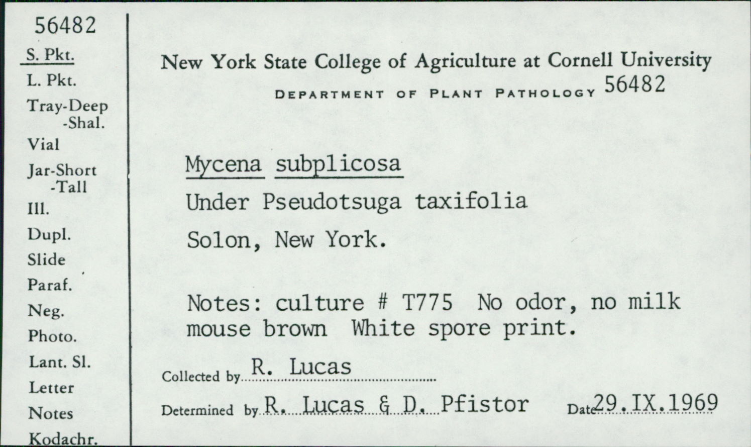Mycena subplicosa image