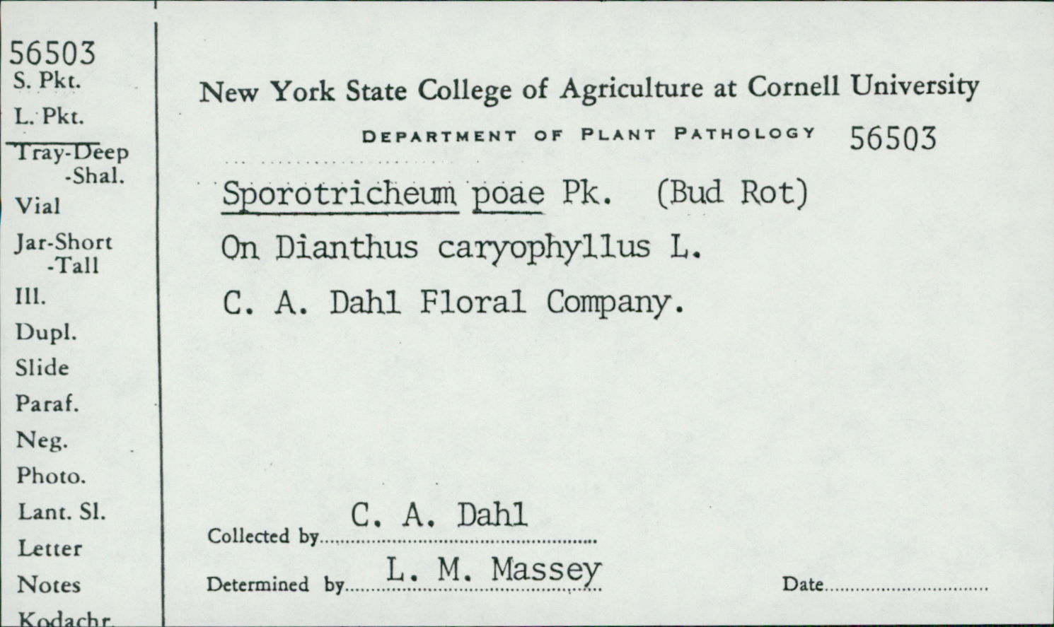 Fusarium poae image